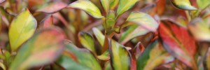 Tried & True Coprosma Evening Glow