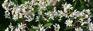 Tried & True Euphorbia Ice Mist