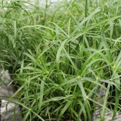 Tried & True Grass Cyperus Umbrella