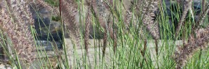Tried & True Fountain Grass