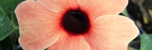 Tried & True Thunbergia Serengeti Sunset