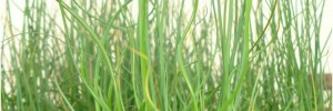 Tried & True Grass Juncus Twisted Arrow