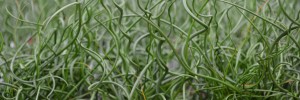 Tried & True Grass Juncus Twisted Arrow