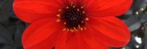 Dahlia Mystic Enchantment