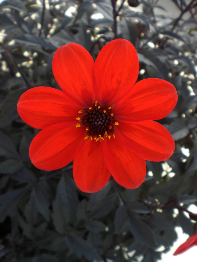 Dahlia Mystic Enchantment