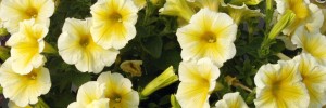 Tried & True Petunia SunPassion Sunny Yellow