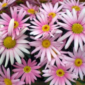 Tried & True Argyranthemum Pink Harmony