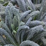 Tried & True Black Magic Lacinato Kale