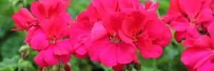 Tried & True Geranium Calliope Hot Pink