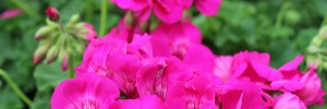 Tried & True Geranium Calliope Lavender Rose