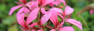 Tried & True Geranium Clio Cascading Pink
