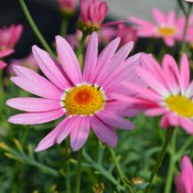 Tried & True Argyranthemum Pink Harmony