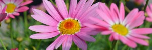 Tried & True Argyranthemum Pink Harmony