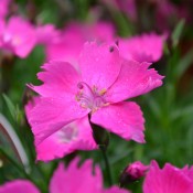 Tried & True Dianthus