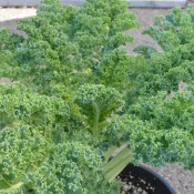 Tried & True Vates Blue Curled Kale