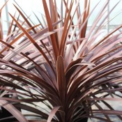 Tried & True Cordyline Red Star