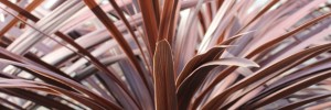 Tried & True Cordyline Red Star