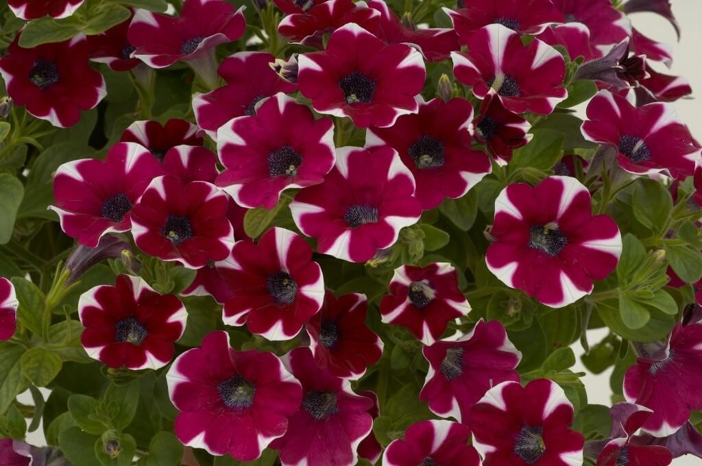 T&T Petunia SunPassion Raspberry Ripple