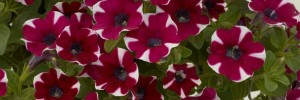 T&T Petunia SunPassion Raspberry Ripple