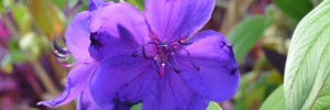 Tried & True Tibouchina Latin Princess