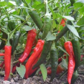 Tried & True Cayennetta Hot Pepper