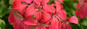 Tried & True Geranium Clio Red