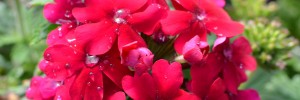 Tried & True Verbena Sweet Dreams Magenta Morning