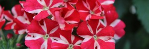 Tried & True Verbena Sweet Dreams Voodoo Star
