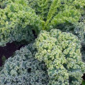 Tried & True Vates Blue Curled Kale