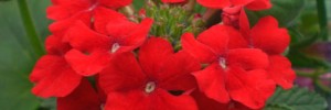 Verbena Star Dreams Red Dawn
