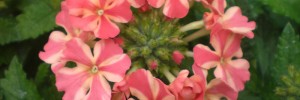 Verbena Sweet Dreams - Shooting Star