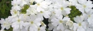 Tried & True Verbena Sweet Dreams White Night