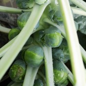 Tried & True Gustus F1 Brussels Sprouts