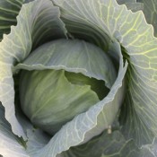 Tried & True Farao Cabbage