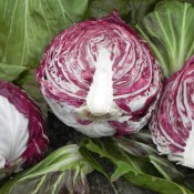 Tried & True Radicchio Sirio