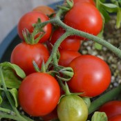 Tried & True Tumbler Tomato