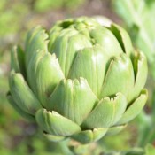 Tried & True Artichoke