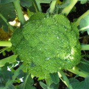 Emerald Crown Broccoli