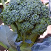 Tried & True Emerald Crown Broccoli