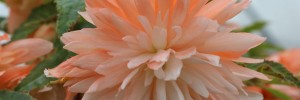 Tried & True Begonia Orchid Orange