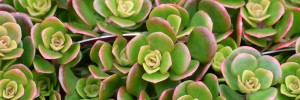 Tried & True Sedum Mojave