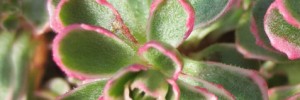 Tried & True Sedum Patagonia