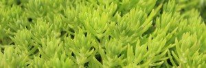 Tried & True Sedum Sahara