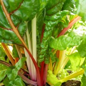 Tried & True Swiss Chard Bright Lights