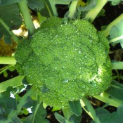 Tried & True Broccoli Emerald Crown
