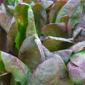 Tried & True Lettuce Romaine Rouge d'Hiver