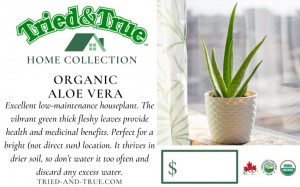 Home Collection Organic Aloe Vera Bench Card