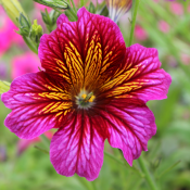 Tried & True Salpiglossis Royal Alexander