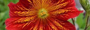 Tried & True Salpiglossis Royal Gordon
