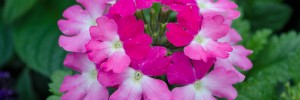 Tried & True Verbena Sweet Dreams Pink Eclipse